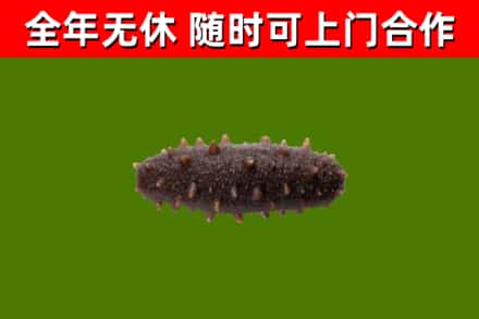 林甸县烟酒回收干海参.jpg